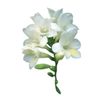 Pétales de Freesia d'Afrique