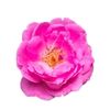 Rose de Damas