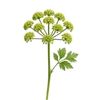 Galbanum