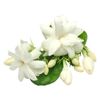 Jasmin