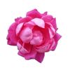 Rose de Mai