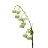Muguet