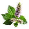 Patchouli