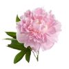 Pivoine
