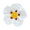 Ciste Labdanum d'Espagne