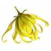 Ylang-Ylang