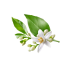 Fleur d'Oranger