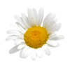 Fleurs Blanches