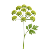Galbanum