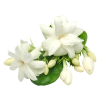 Jasmin Sambac