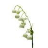 Muguet