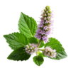 Patchouli