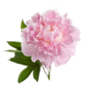 Rose de Damas