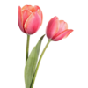 Tulipe