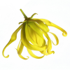 Ylang-Ylang